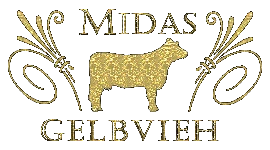 Midas Gelbvieh Logo