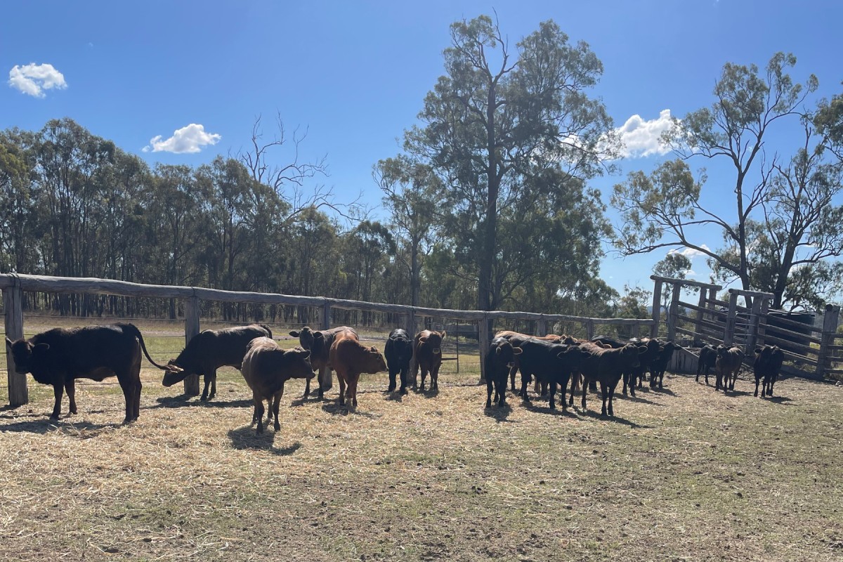 Crossbred Calves